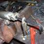 fork_seal_photo14.jpg
